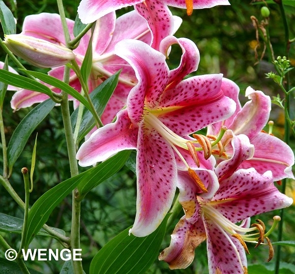 Tuin 3aG