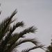 canarie parkiet in t wild aan tenbel