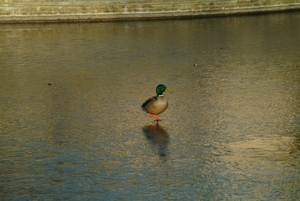 winter 2008 119