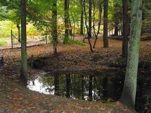 Lembeekse_bossen1_ok