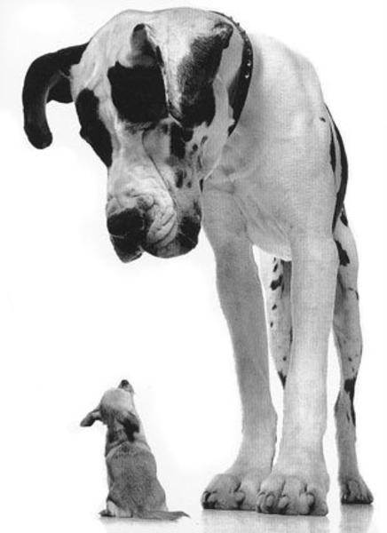 Great-Dane-and-Chihuahua--C11759689