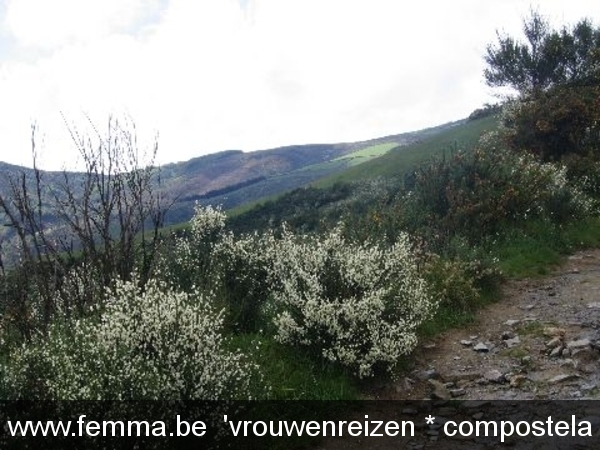 compostela KAV 2005 (1277)