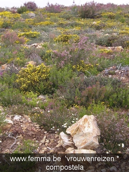 compostela KAV 2005 (1583)