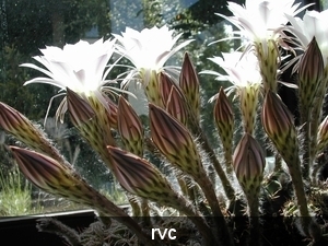 eennacht loeiende cactussen