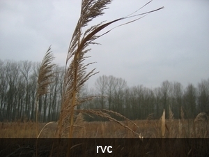 riet...