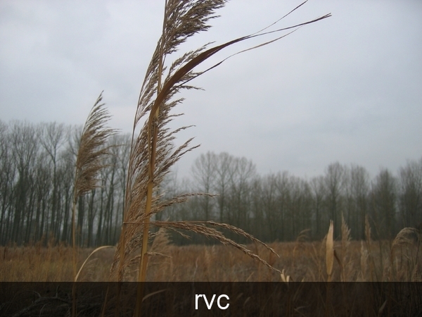 riet...