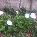 IMG00053