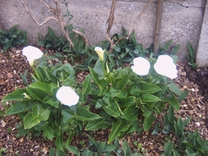 IMG00053