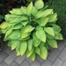 Hosta