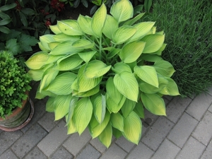 Hosta