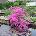 Azalea