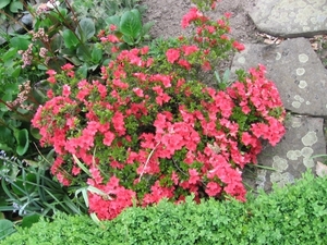Oranje Azalea