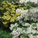 Gele Rhodendros