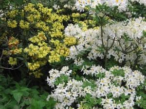 Gele Rhodendros