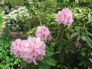 Roze Rhodendros