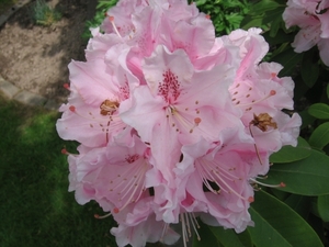 Roze tere Rhodendros