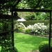 Zicht vanuit prieel op de witte rhodendrons