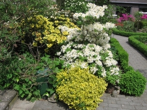 Witte goed riekende azalia