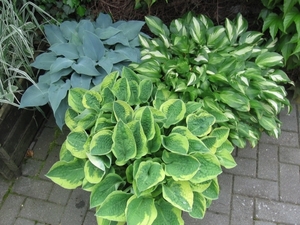 Hosta's