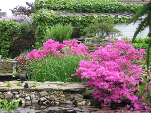 Azalea's rond vijver