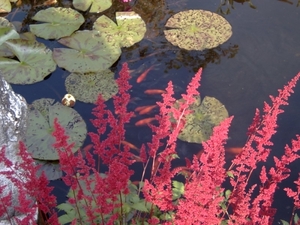 Astilbe