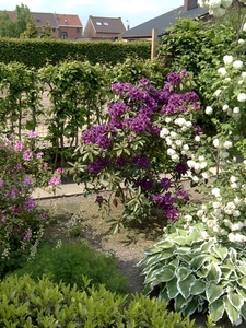 Donker blauwe rhodendron