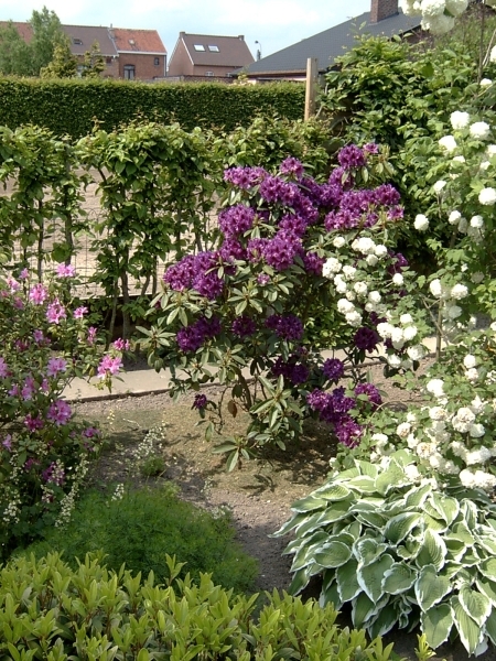 Donker blauwe rhodendron