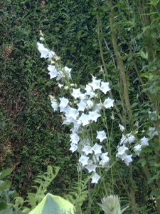 Campanula