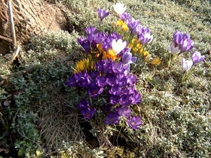 Eerste tekens van de Lente