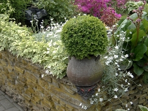 Vuurduivel onder buxus