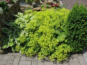 Bloeiende vrouwenmantel