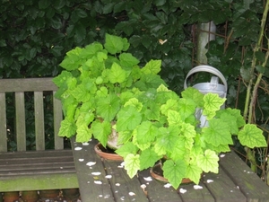 Kindje op moeders schoot