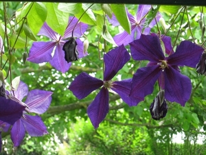 Clematis