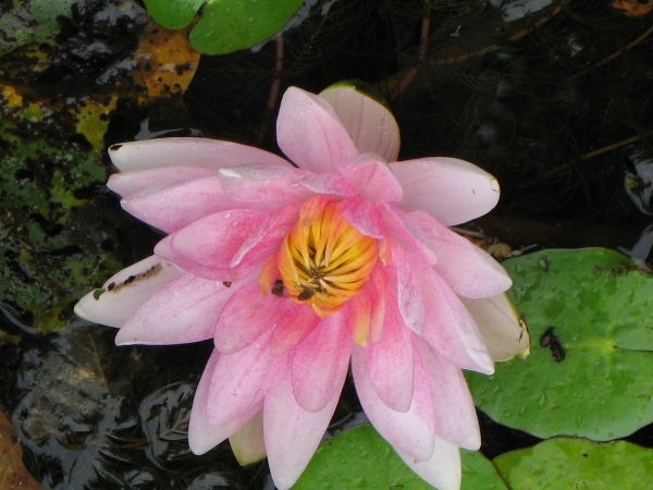 Rose waterlelie