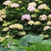 Hortensia