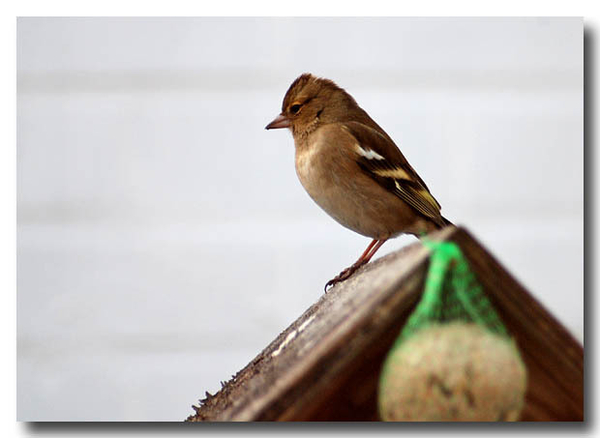 vink