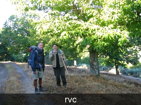 camino duro: kastanjes kweken = beroep!