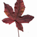 001-Blad van Liquidambar boom