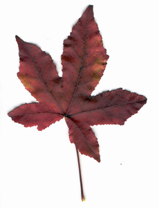 001-Blad van Liquidambar boom