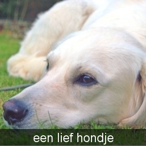 een hond