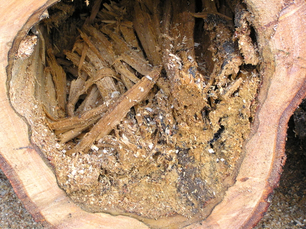 P1010002
