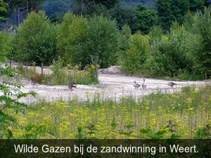 P7070004