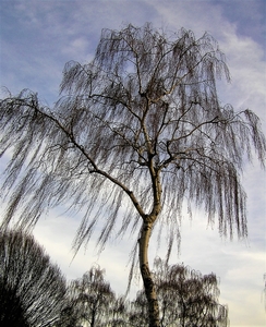 PC180001 (1)