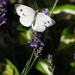 P6280071