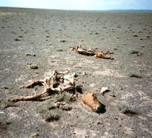 039dood paard langs de weg