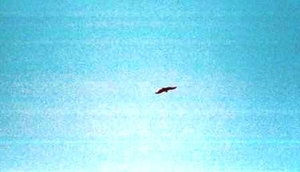 057met een condor? boven ons