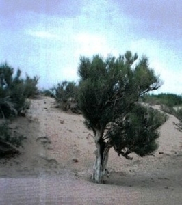 084een saxaulboom