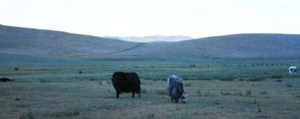 096yaks...