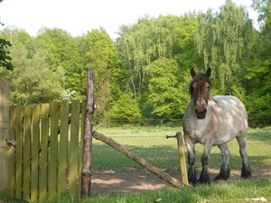 paard