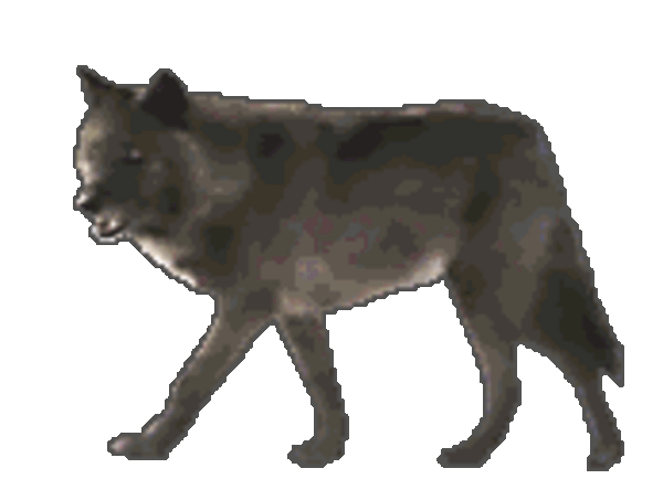 aniselkywolf(1)
